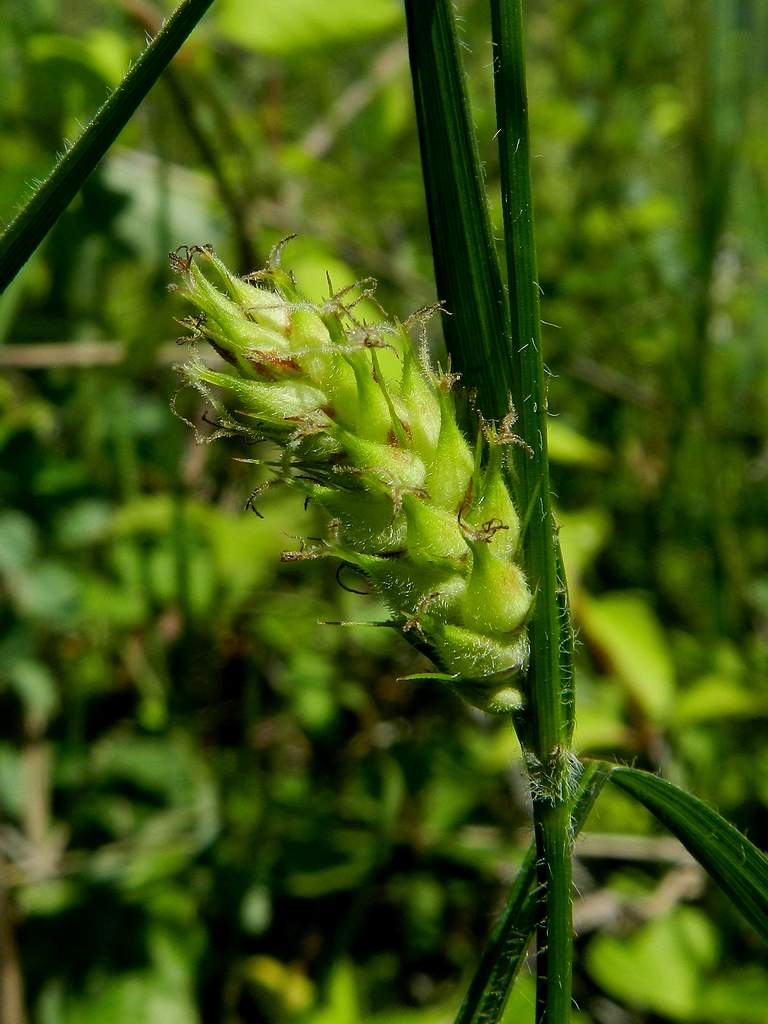 Carex sp. ?